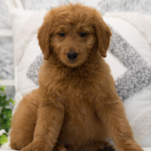 Goldendoodle Puppy Genie