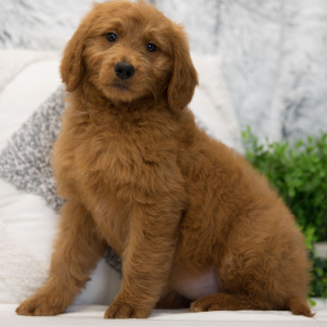Goldendoodle Puppy Genie