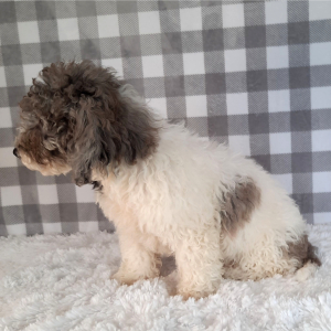 Sheepadoodle Puppy Stevie