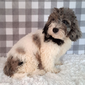 Sheepadoodle Puppy Stevie