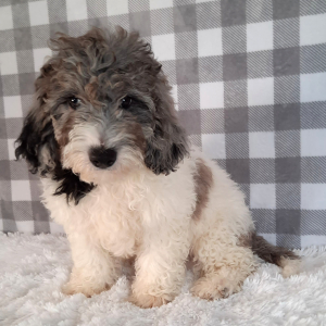 Sheepadoodle Puppy Stevie