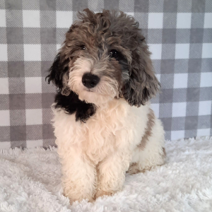 Sheepadoodle Puppy Stevie