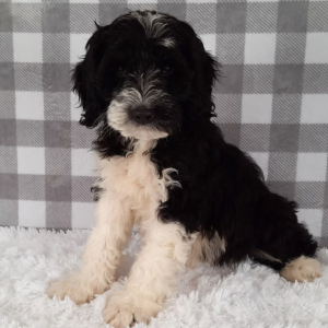 Sheepadoodle Puppy Davon