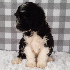 Sheepadoodle Puppy Davon
