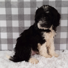 Sheepadoodle Puppy Davon