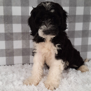 Sheepadoodle Puppy Davon