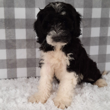 Sheepadoodle Puppy Davon