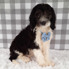 Sheepadoodle Puppy Gil