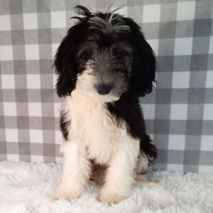 Sheepadoodle Puppy Gil