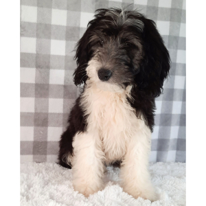 Sheepadoodle Puppy Gil