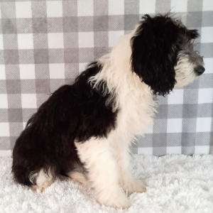 Sheepadoodle Puppy Gil