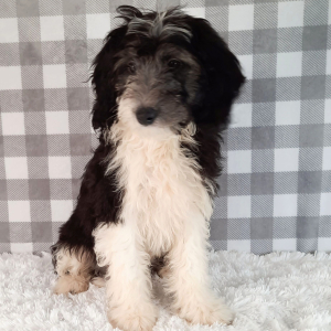 Sheepadoodle Puppy Gil