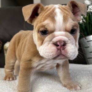 Bulldog Puppy Armani