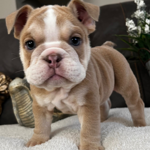 Bulldog Puppy Armani