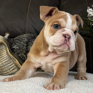 Bulldog Puppy Armani