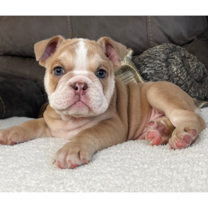 Bulldog Puppy Armani
