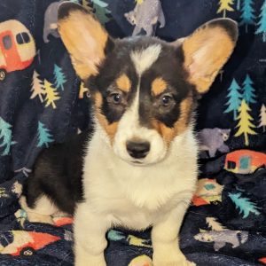 Pembroke Welsh Corgi Puppy Gracie