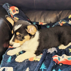 Pembroke Welsh Corgi Puppy Gracie