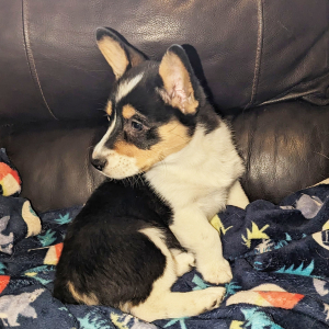 Pembroke Welsh Corgi Puppy Gracie