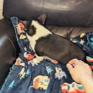 Pembroke Welsh Corgi Puppy Gracie
