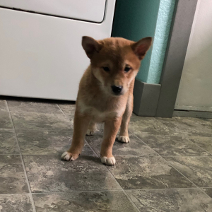 Shiba Inu Puppy Beauty