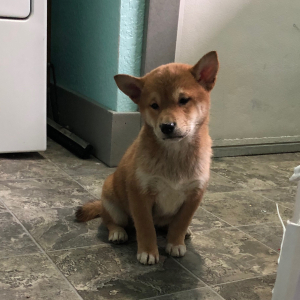 Shiba Inu Puppy Beauty