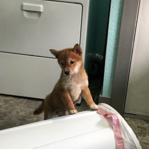 Shiba Inu Puppy Beauty