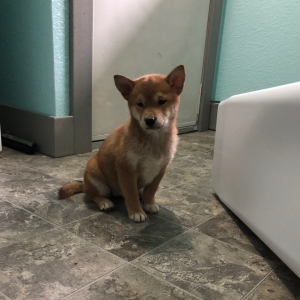 Shiba Inu Puppy Beauty