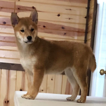 Shiba Inu Puppy Beauty