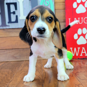 Beagle Puppy Annabell