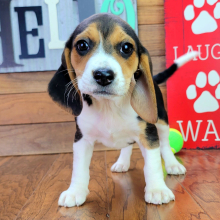 Beagle Puppy Annabell