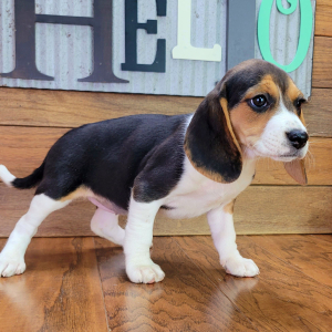 Beagle Puppy Annabell