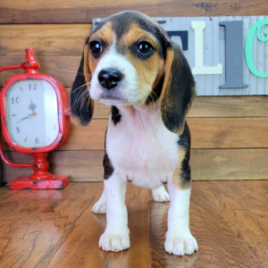 Beagle Puppy Annabell