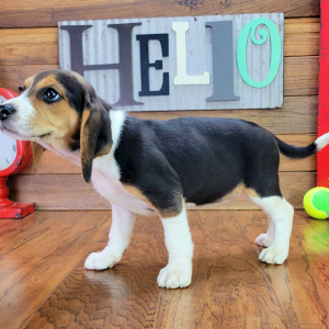 Beagle Puppy Annabell