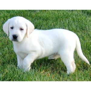 Labrador Retriever Puppy Bree