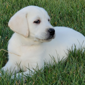 Labrador Retriever Puppy Bree