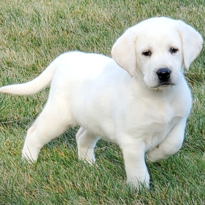 Labrador Retriever Puppy Bree