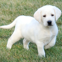 Labrador Retriever Puppy Bree
