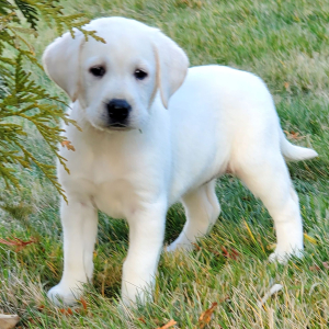 Labrador Retriever Puppy Bree