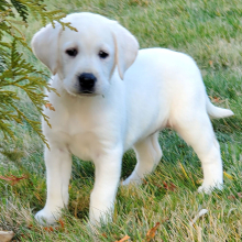 Labrador Retriever Puppy Bree