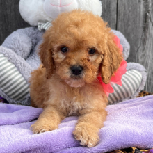 Goldendoodle Puppy Blondie