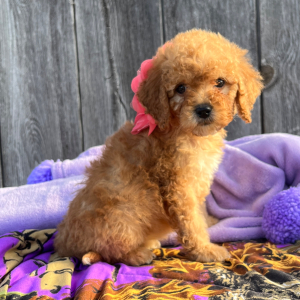Goldendoodle Puppy Blondie