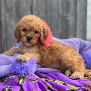 Goldendoodle Puppy Blondie