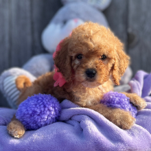 Goldendoodle Puppy Blondie