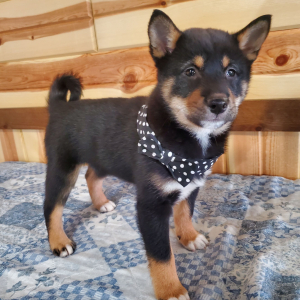 Shiba Inu Puppy Hailey