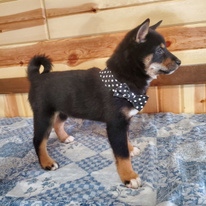 Shiba Inu Puppy Hailey
