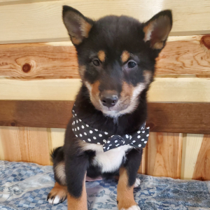 Shiba Inu Puppy Hailey