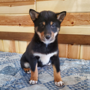 Shiba Inu Puppy Hailey