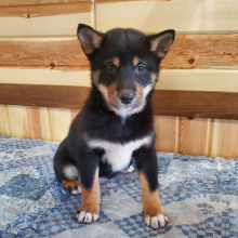 Shiba Inu Puppy Hailey