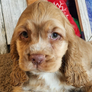 Cocker Spaniel Puppy Gene